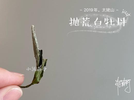 2019太姥山抛荒白牡丹《春山空》（100克罐装） 商品图5