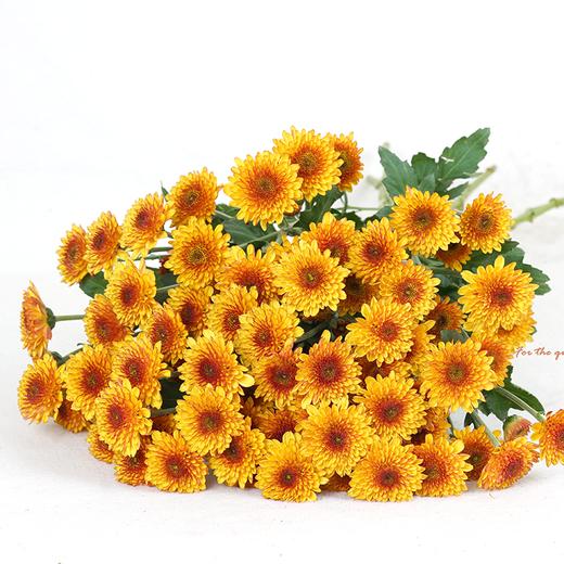 云南鲜花虹华雏菊花束送女朋友送老婆送女生生日礼物粉色粉丹特10枝