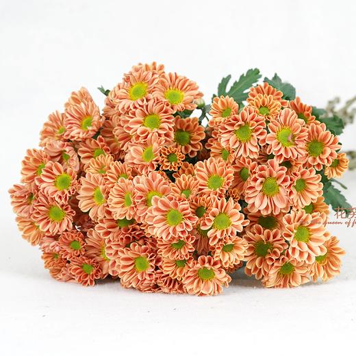 云南鲜花虹华雏菊花束送女朋友送老婆送女生生日礼物粉色粉丹特10枝