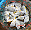 港岛姑娘 现捕黄翅鱼手钓黄赤鱼黄鳍鲷味美鲜 0.5-0.7斤/条活冻 商品缩略图0