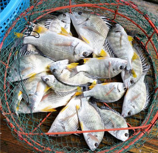 港岛姑娘 现捕黄翅鱼手钓黄赤鱼黄鳍鲷味美鲜 0.5-0.7斤/条活冻 商品图0