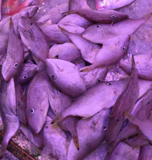 竹仔鱼（剥皮鱼） 商品图0