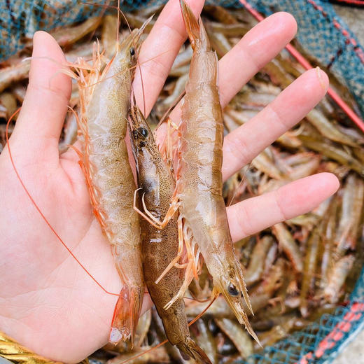 海鲜精选东山海鲜61野生海鲜沙虾虾肉口感清甜爽脆东山岛野生无污染