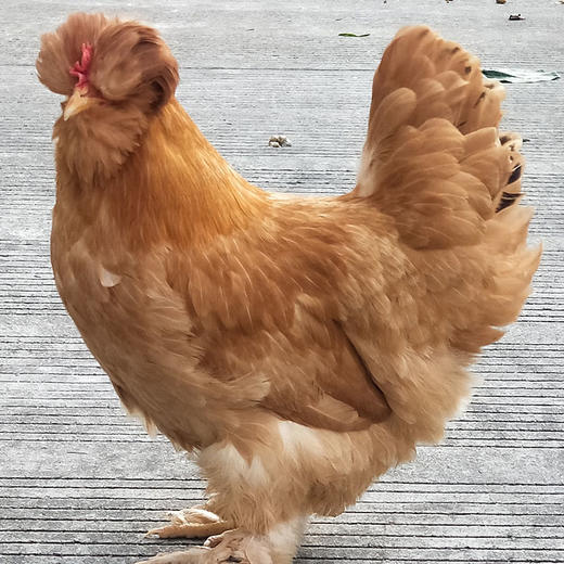 鲜品鲜芙蓉江五爪鸡带肫肝心手袋装115公斤袋顺丰直发