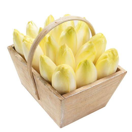 物本源有机菊苣菜 商品图1