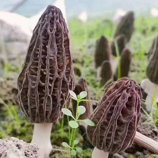 【顺丰发货】当季甘孜高原新鲜羊肚菌2斤装 味纯鲜香 现采现发 温润