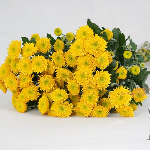 云南鲜花虹华雏菊花束送女朋友送老婆送女生生日礼物粉色粉丹特10枝