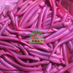 鲜活血鳗（赤镊）