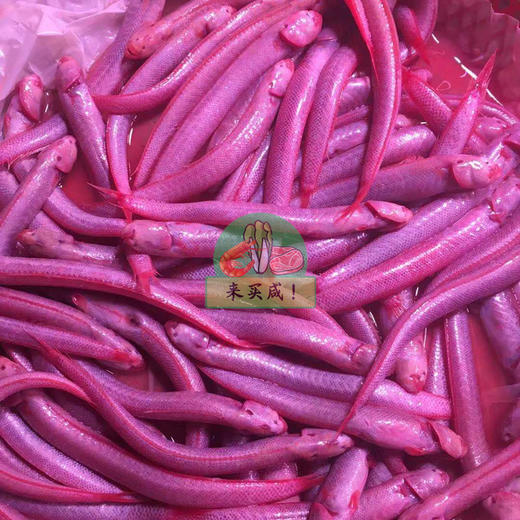 鲜活血鳗（赤镊） 商品图0