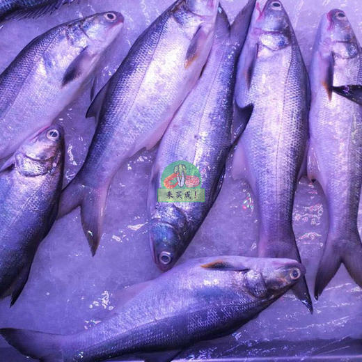 午笋鱼 商品图0