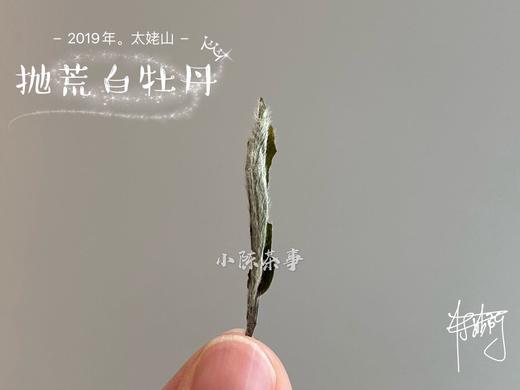 2019太姥山抛荒白牡丹《春山空》（100克罐装） 商品图3