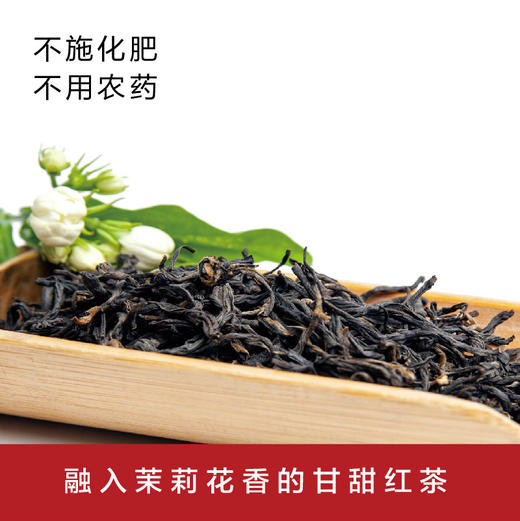 红茶.大树茉莉滇红 | 茶香浓郁 | 公平贸易 | 基地直发 包邮 * Jasmine Black Tea In Yunnan | Fair Trade 商品图2