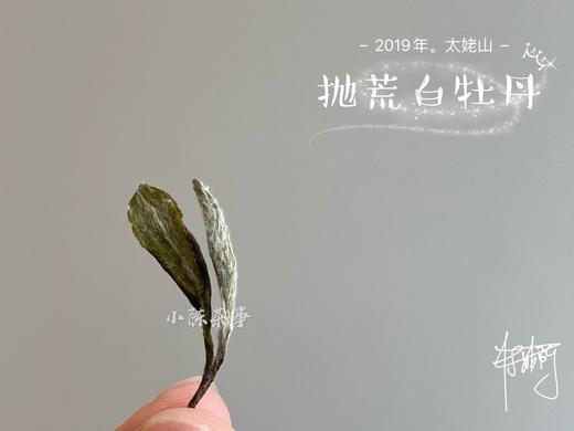 2019太姥山抛荒白牡丹《春山空》（100克罐装） 商品图6
