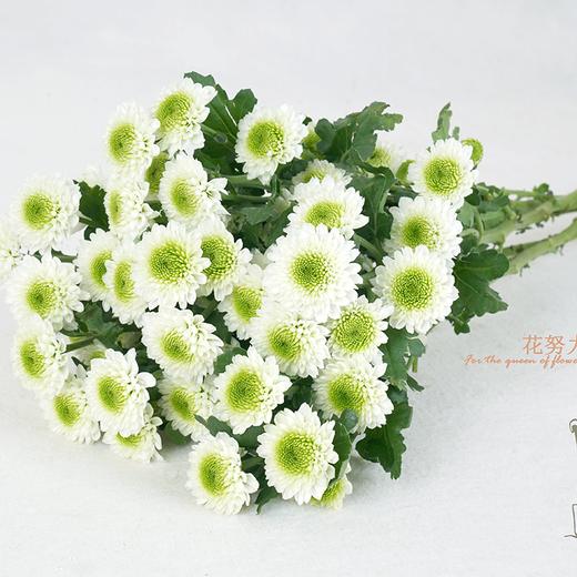 云南鲜花虹华雏菊花束送女朋友送老婆送女生生日礼物粉色粉丹特10枝