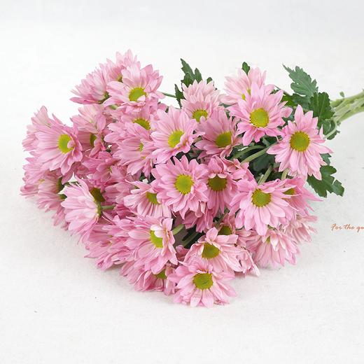 云南鲜花虹华雏菊花束送女朋友送老婆送女生生日礼物粉色粉丹特10枝