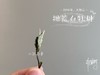 2019太姥山抛荒白牡丹《春山空》（100克罐装） 商品缩略图4