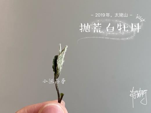 2019太姥山抛荒白牡丹《春山空》（100克罐装） 商品图4