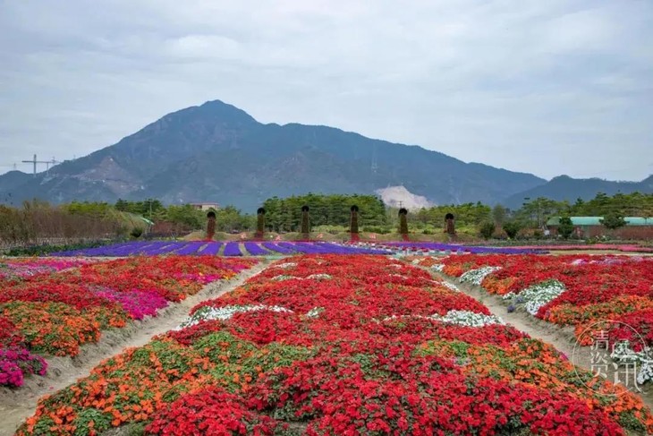 9元搶農夫莊園門票.恐龍谷.百畝花海百花齊放,整片花海都色彩斑斕.