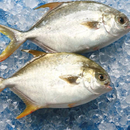 金鲳鱼（大） 商品图0