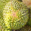 正宗托曼尼(泰国猫山王)榴莲 商品缩略图1