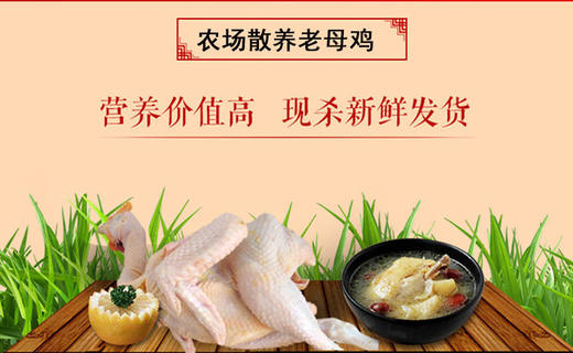 散养老母鸡 商品图1