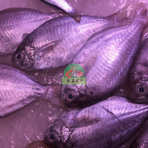 芭鲫鱼 商品图0