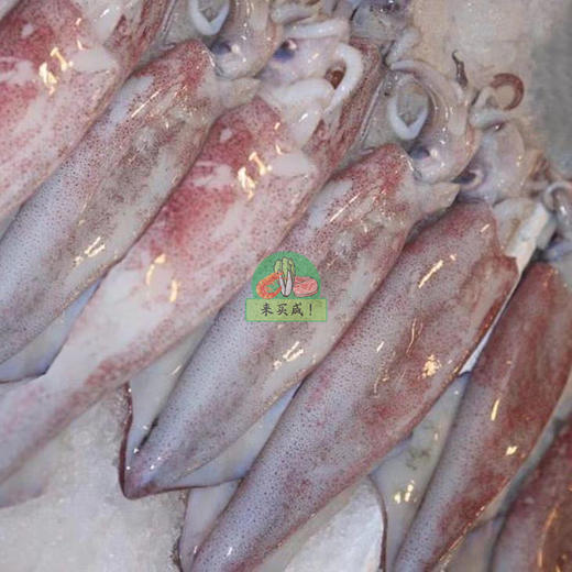 鱿鱼 大 商品图0