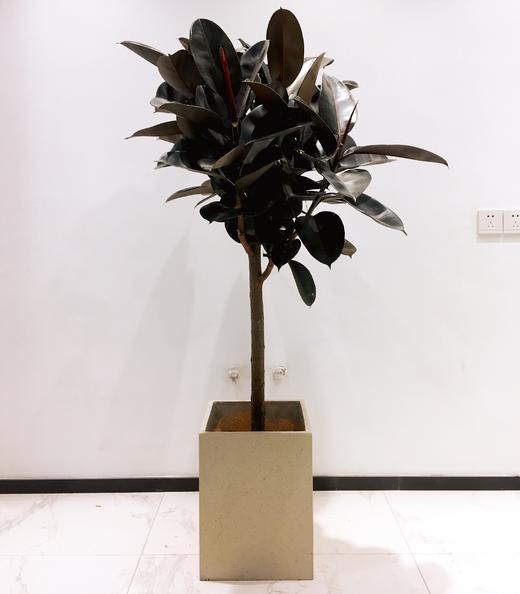 橡皮树(黑金刚)