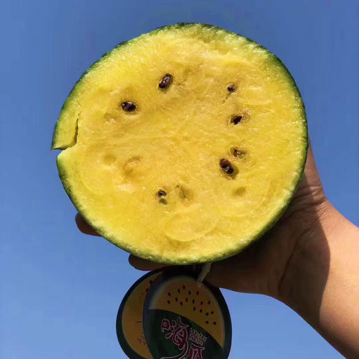【嗨瓜·黄瓤西瓜】台湾供苗，20年种植经验，一滕一瓜栽培，不定时抽检糖度，保证99%嗨瓜质量 商品图0