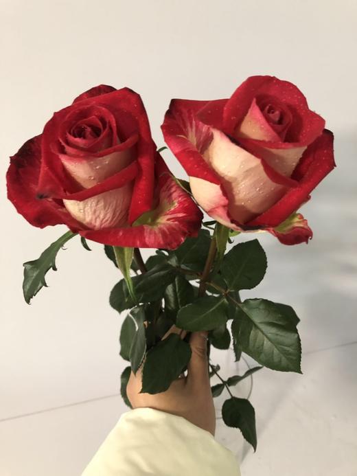 喜洋洋玫瑰c级259元200支枝条长度5055cm中通冷链包邮