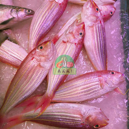 钓鲤鱼 商品图0