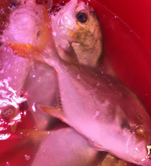 金鲳鱼（大） 商品图1