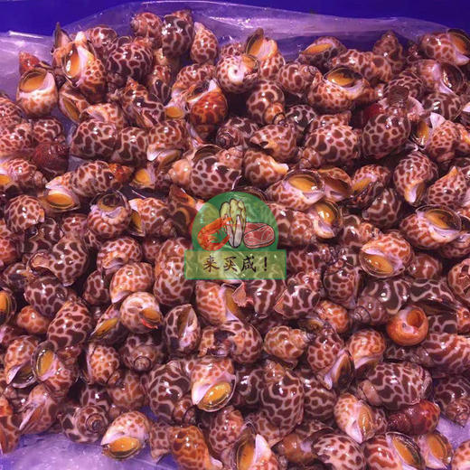 内螺/花螺 鲜活 商品图0