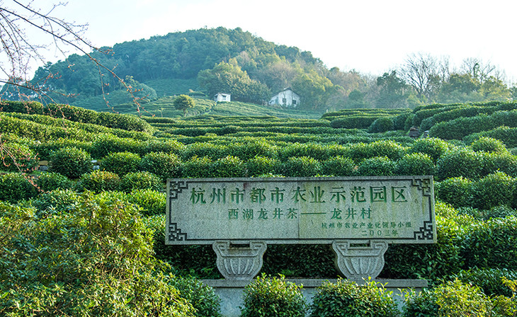 西湖龙井图片照片_西湖龙井图片高清图片_西湖龙井图片