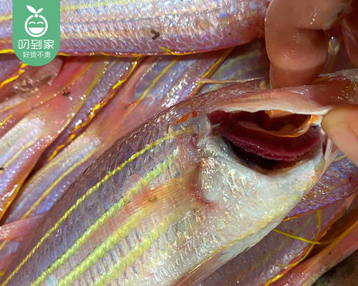 鲜杀海捕红杉鱼/1份（4-5条，共约400-450g） 商品图2