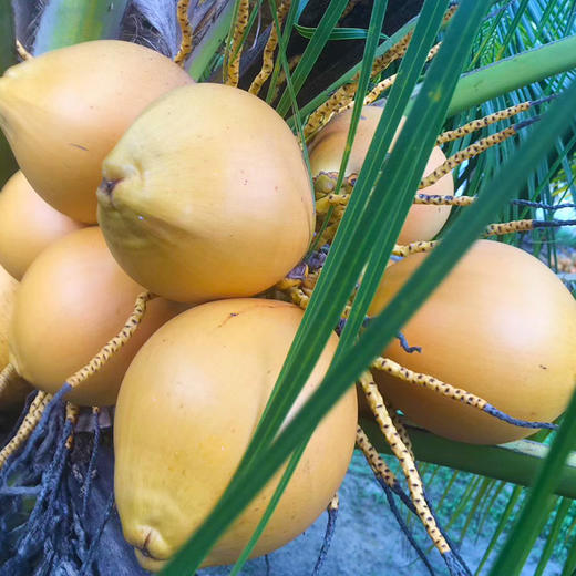 海南热带水果椰中贵族海南有机黄金椰送开椰器吸管9个装