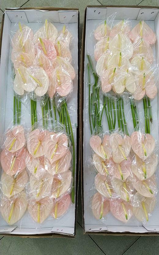 【绿光彩掌】干杯  香槟粉色 商品图7