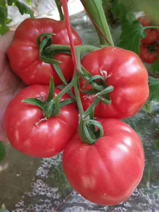 垄畔优品水果西红柿 商品图2