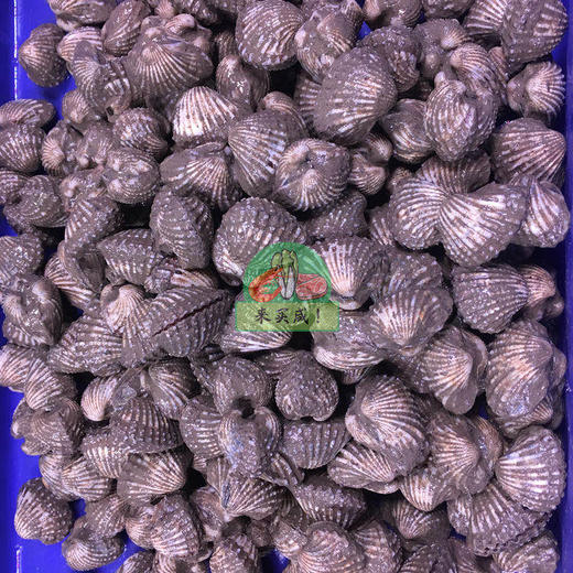 新鲜血蚌 商品图0