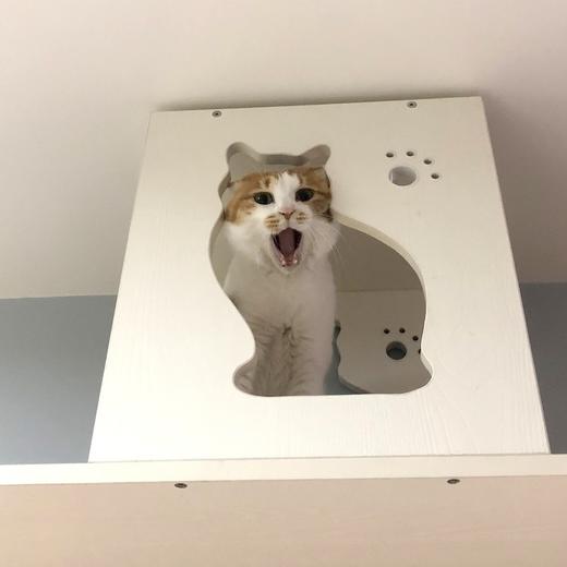 CatS全屋定制之 空中猫走廊 配防滑垫 包邮 可出设计图 商品图1