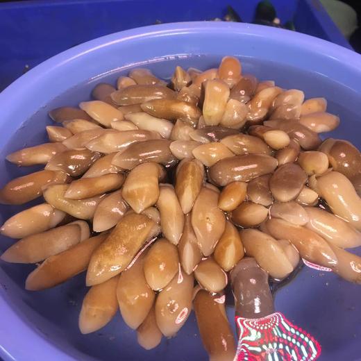 大 竹节蛏 商品图0