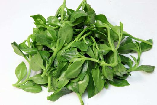 穿心莲500g1600前订购次日1200后自提