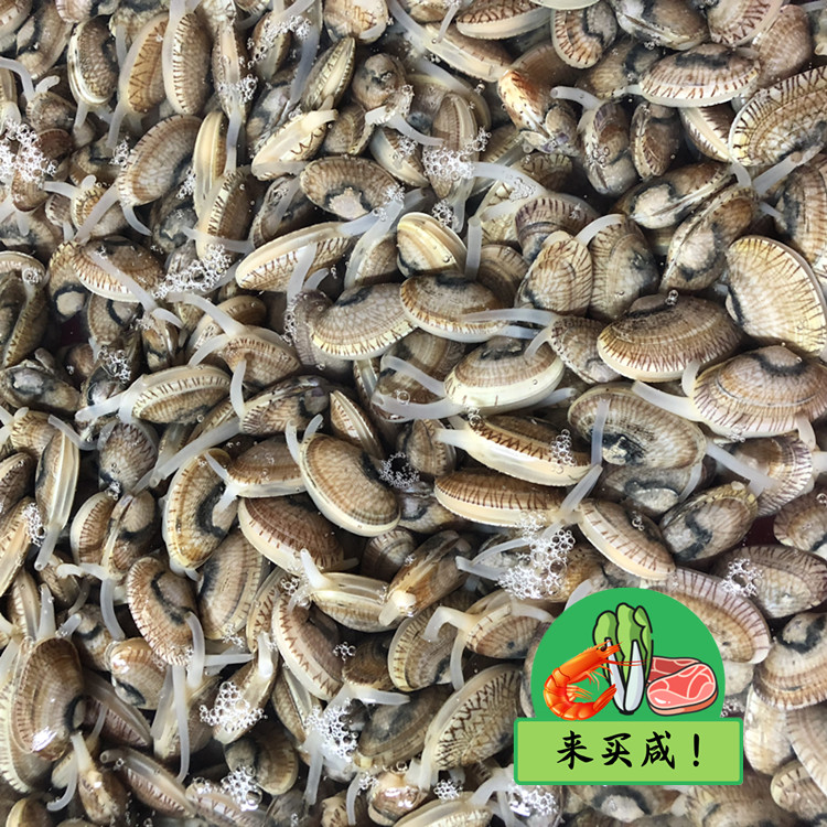 新鲜花甲（大肉）