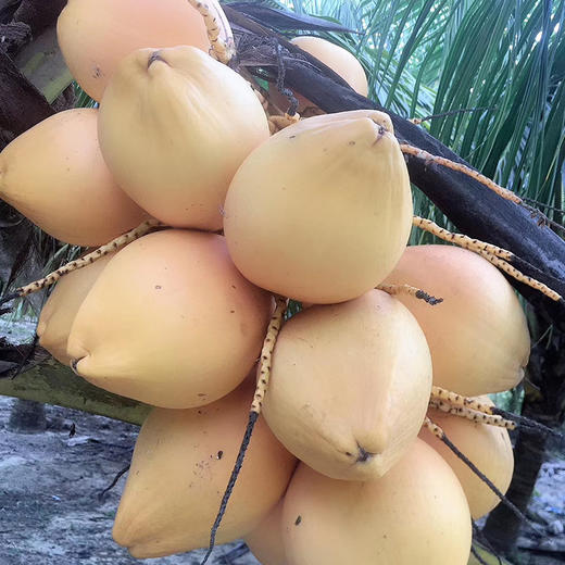 海南热带水果椰中贵族海南有机黄金椰送开椰器吸管9个装