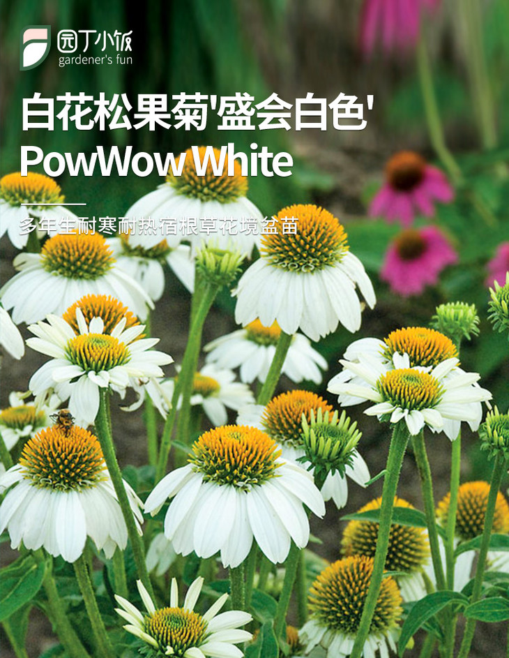 白花松果菊 盛会白色 Powwow White多年生耐寒耐热宿根草花境盆苗植物 曼食慢语