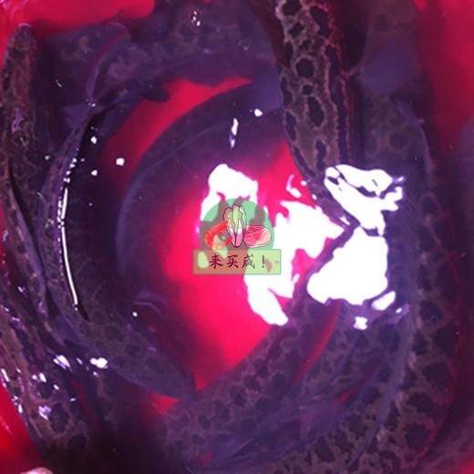 生鱼/黑鱼 商品图0