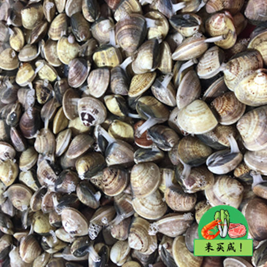 新鲜车白贝 商品图0