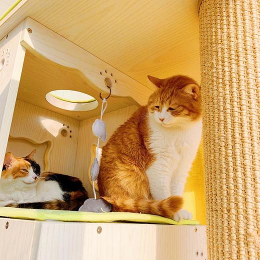 CatS彩色麻布慢回弹海绵爬架垫CatS猫家具专用 仅供老客户 包邮 商品图2