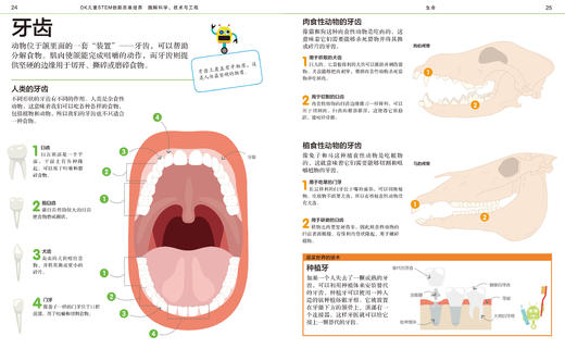 DK图解数学、科学技术与工程   适合5-12岁 数学推理思维训练书 商品图7