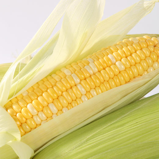 云南 西双版纳 爆浆水果甜玉米 商品图5